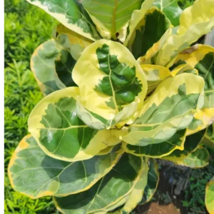 Ficus lyrata variegata daun krem-hijau
