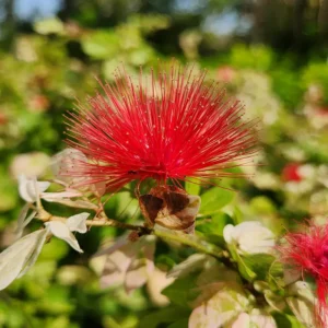 Calliandra Variegated
