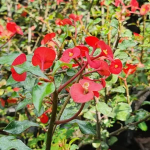 Euphorbia Geroldii