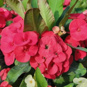 Euphorbia Milii