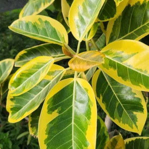 Karet Kebo Varigata Kuning