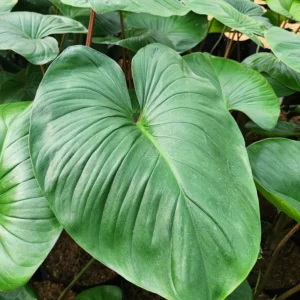 Hamalomena Rubescens