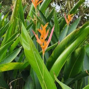 Heliconia