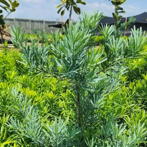 Lohansung Blue Ice daun biru-hijau untuk pagar landscape