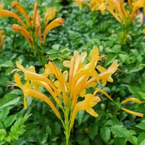 tecomaria plant with yellow flower