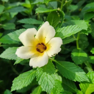 Bunga Yolanda/Turnera Subulata