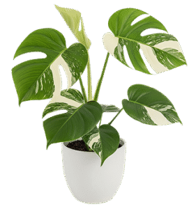 test ilustrasi landscape-3