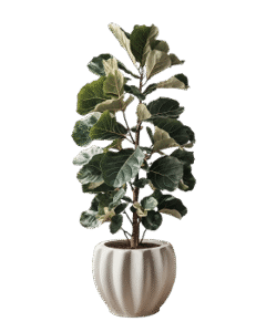 test ilustrasi landscape-6