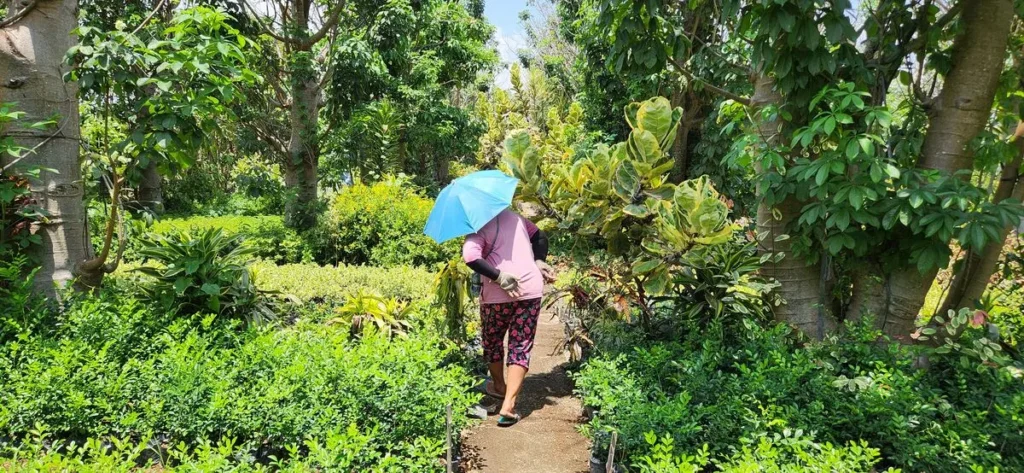 petani bunga kediri jual tanaman hias dan pohon peneduh