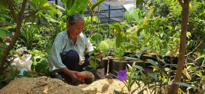 produksi tanaman hias oleh petani bunga kediri
