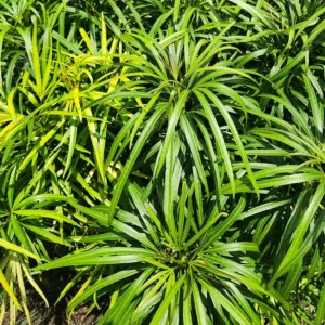 Ararea / Miagos Bush