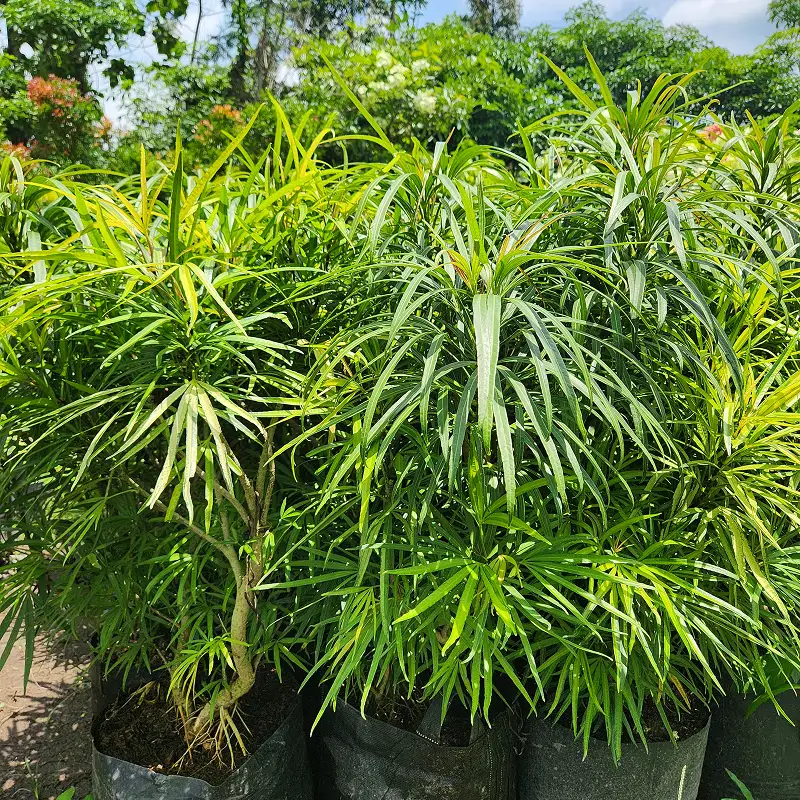 Ararea / Miagos Bush