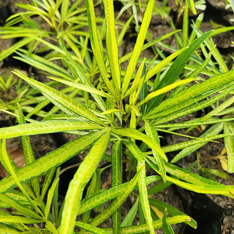 Ararea / Miagos Bush