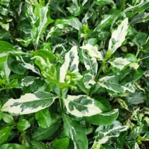 Gardenia / Kaca Piring