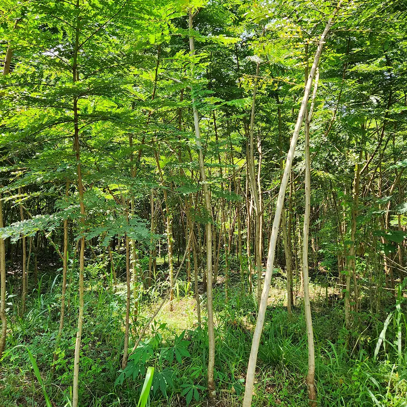 Pohon soga Peltophorum pterocarpum ukuran 3 meter
