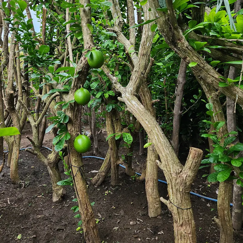 Pohon brenuk ukuran siap tanam di kebun Kediri untuk proyek landscape
