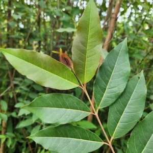 daun pohon pelangi Eucalyptus deglupta