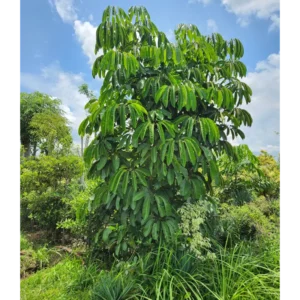 Pohon walisongo Heptapleurum actinophyllum tajuk payung di kebun Kediri