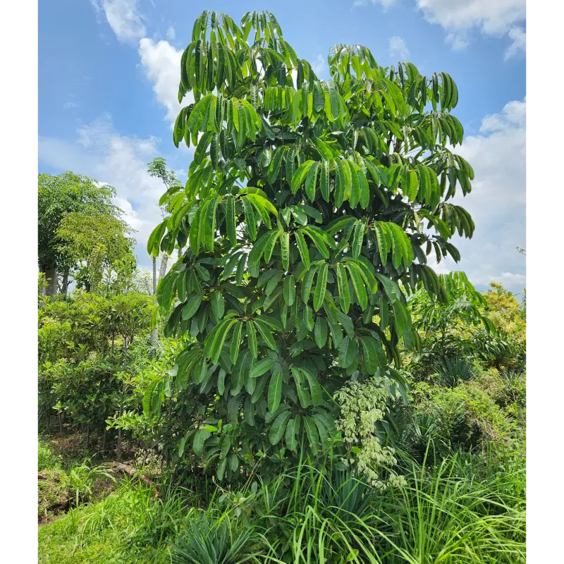 Pohon walisongo Heptapleurum actinophyllum tajuk payung di kebun Kediri