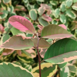 Breynia Disticha / Pretty Pink