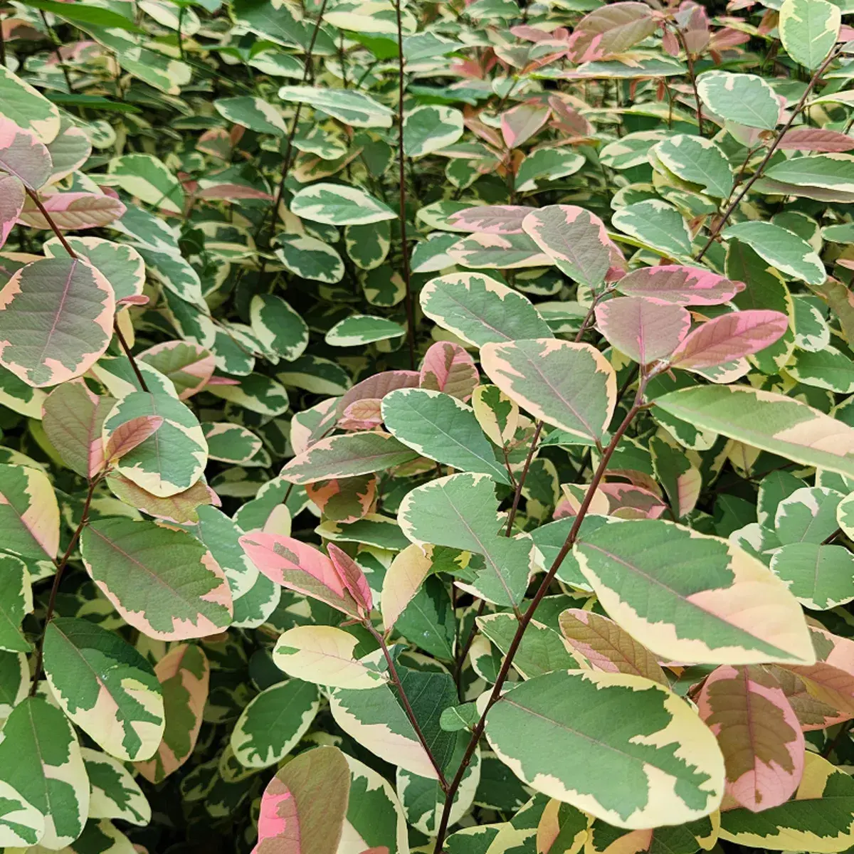 Breynia Disticha / Pretty Pink