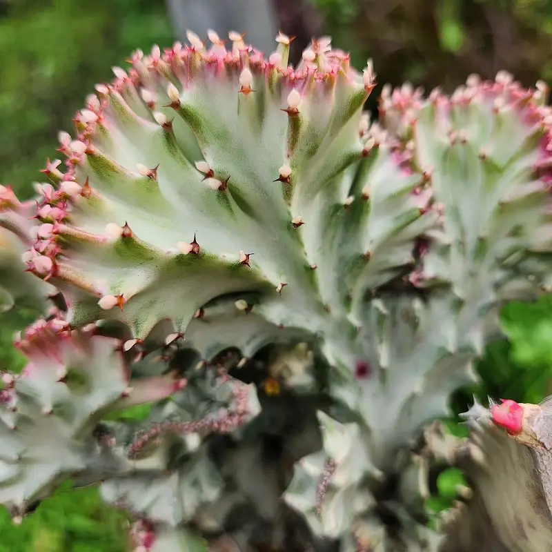 euphorbia lacteata cristata