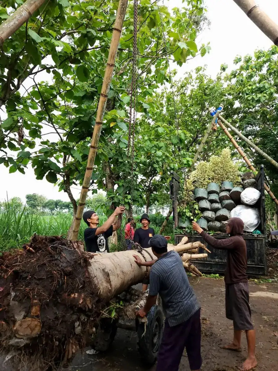 petani_bunga_kediri_kirim_produk_pohon_besar pohon baobab dikirim dari kebun petani bunga kediri