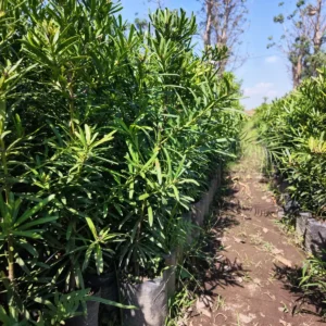 Podocarpus Macrophyllus daun hijau tua rapat