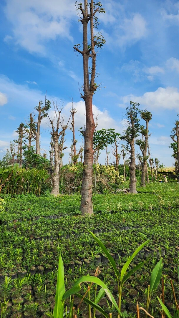 pohon peneduh besar baobab di kebun petani bunga kediri