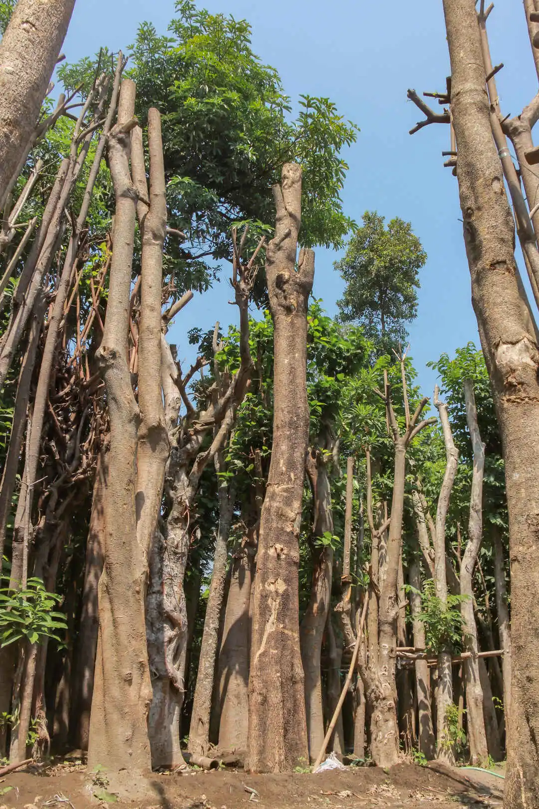 pohon_besar_pule_produk_petani_bunga_kediri pohon penghijauan jenis pule di kebun petani bunga kediri