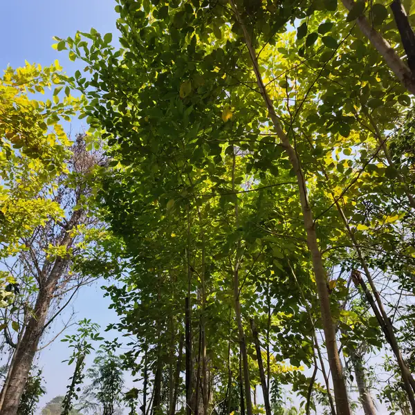 jual pohon dendrolobium ukuran tinggi 300 cm hasil panen petani bunga kediri