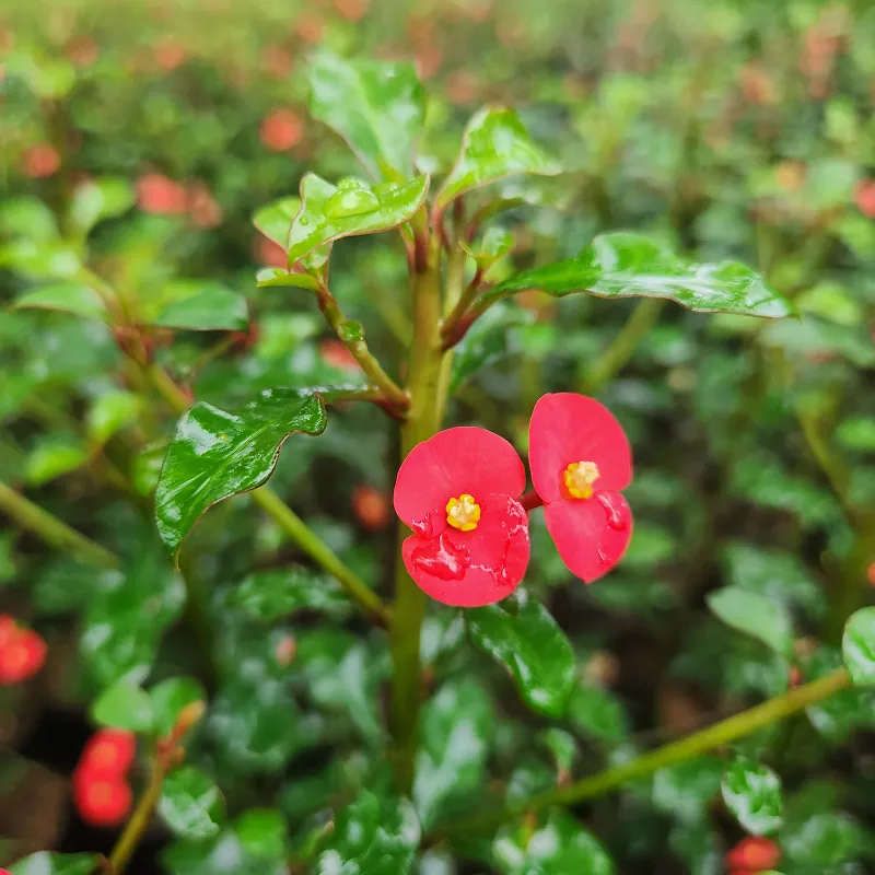 petani bunga kediri jual tanaman hias euphorbia geroldii