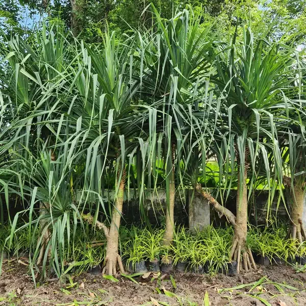 petani bunga kediri jual pandan pudak