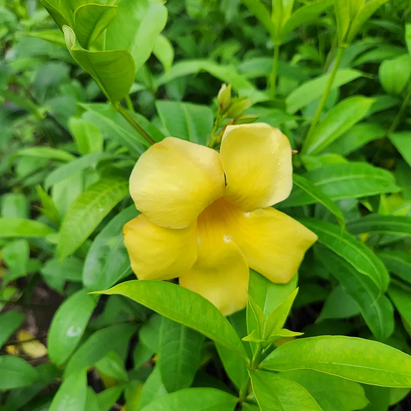 tanaman hias alamanda hasil panen petani bunga kediri
