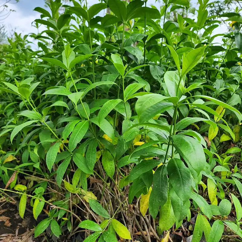 petani bunga kediri jual tanaman hias alamanda