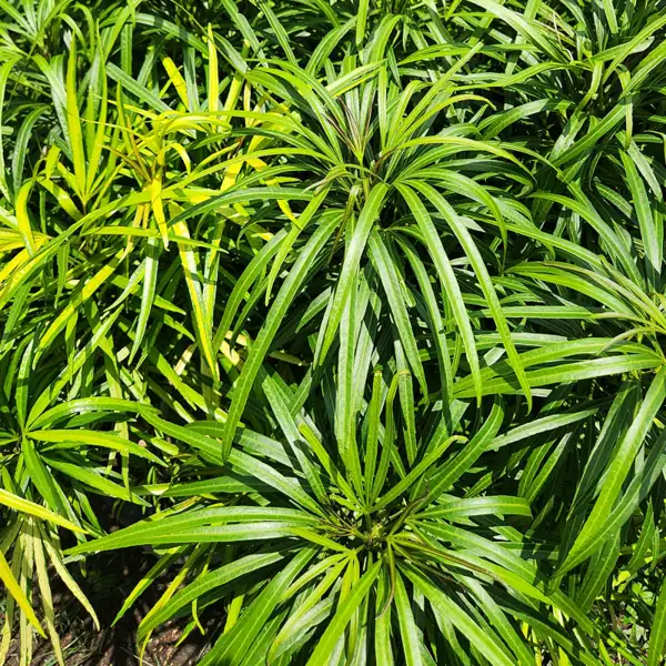 daun menjari tanaman hias ararea di kebun petani bunga kediri