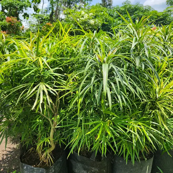 petani bunga kediri jual tanaman hias ararea ukuran 100 cm
