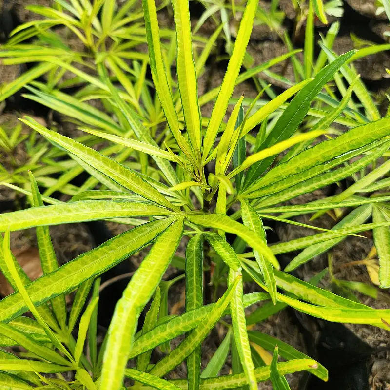 daun kuning tanaman hias ararea