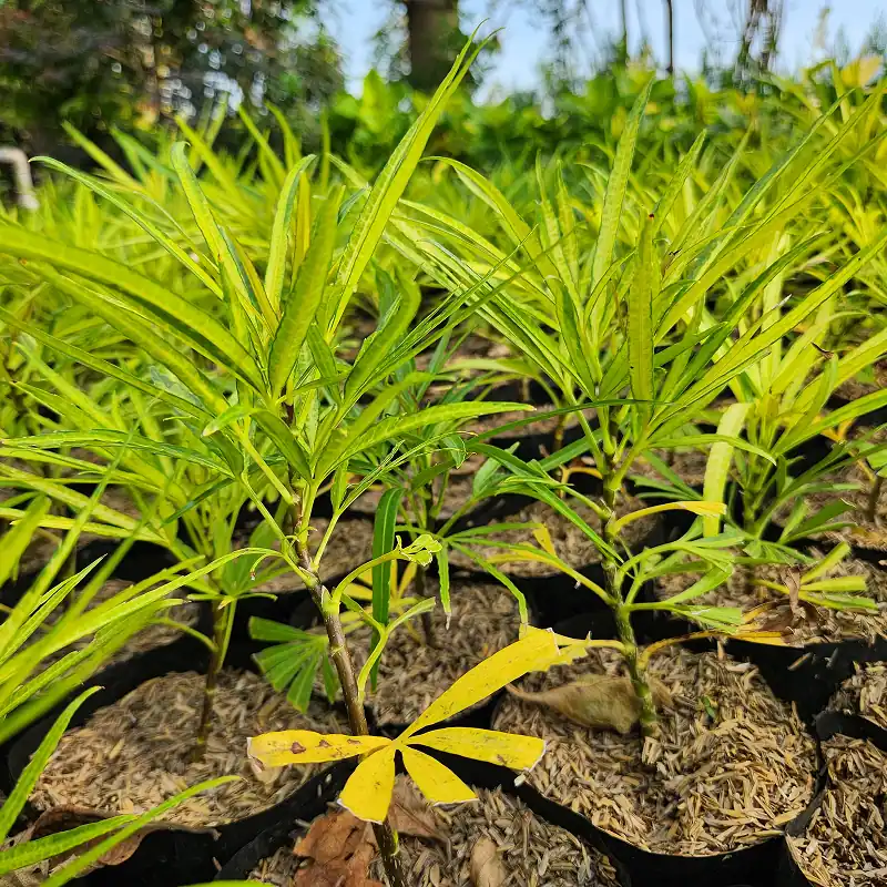 bibit ararea di kebun petani bunga kediri