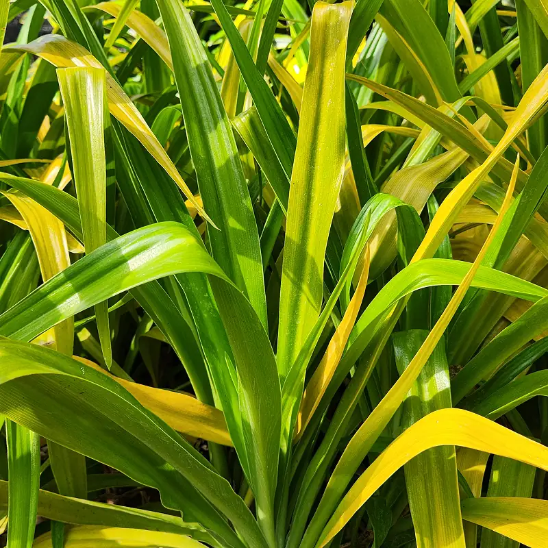 daun kuning tanaman hias bakung kuning hasil panen petani bunga kediri