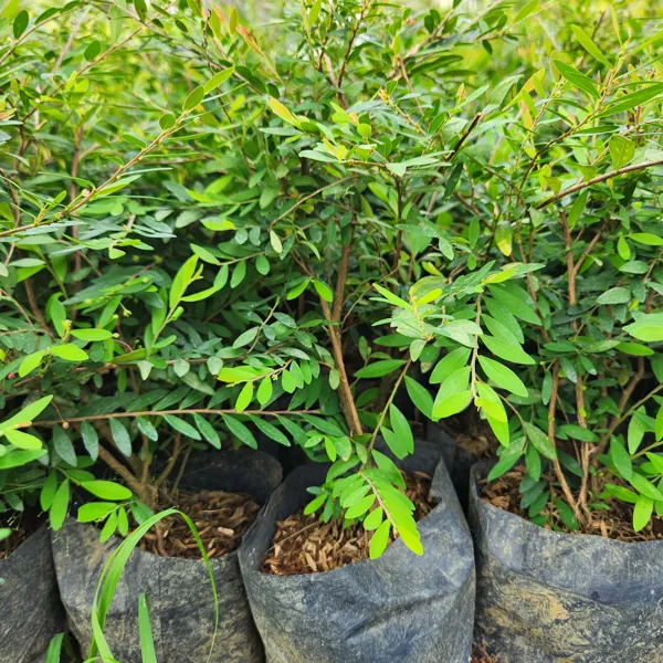 petani bunga kediri jual bibit tanaman hias cendrawasih