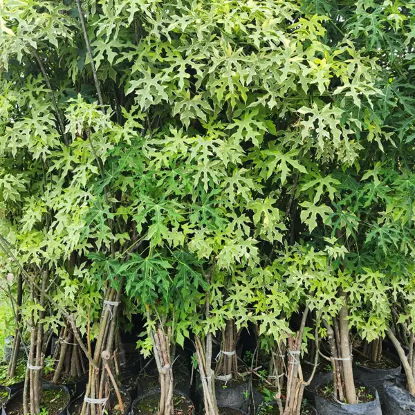 petani bunga kediri jual chaya varigata