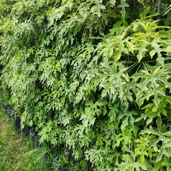 pagar hidup dari tanaman hias chaya varigata di kebun petani bunga kediri