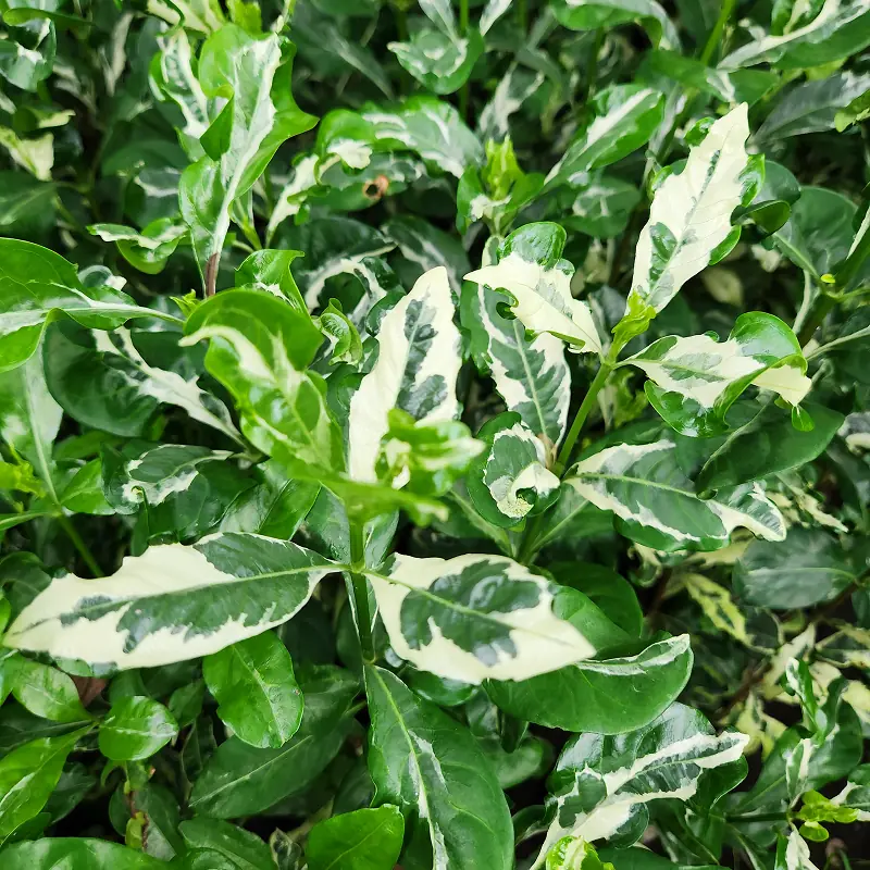 daun varigata bunga kaca piring di kebun petani bunga kediri