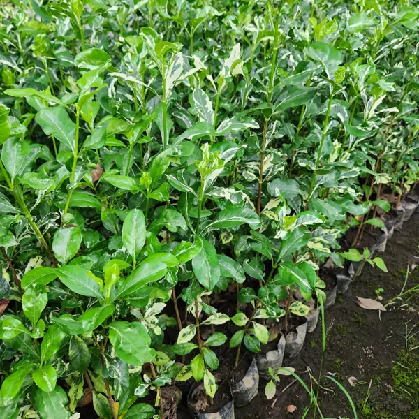 stok bunga kaca piring di kebun petani bunga kediri