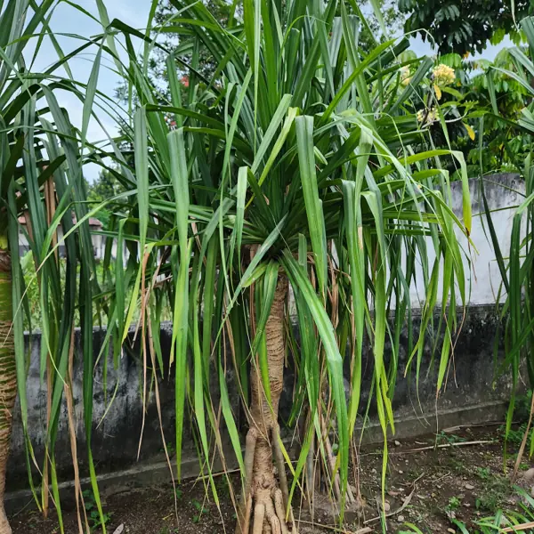 petani bunga kediri jual pandan pudan ukuran tinggi 300 cm