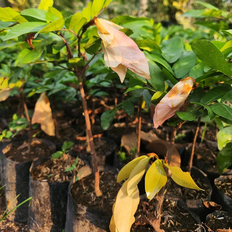 bibit pohon sapu tangan putih di kebun petani bunga kediri