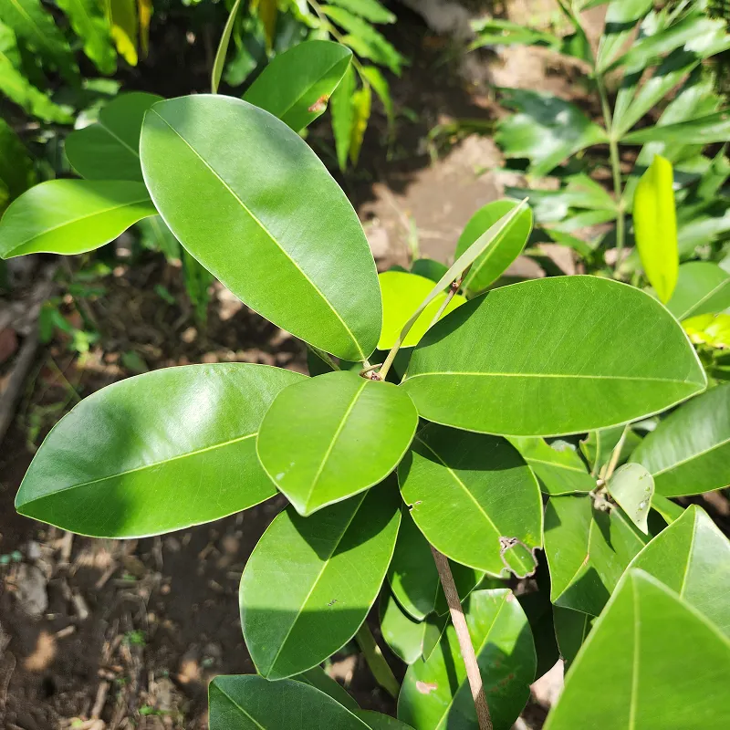 daun mengkilap pohon sawo kecik