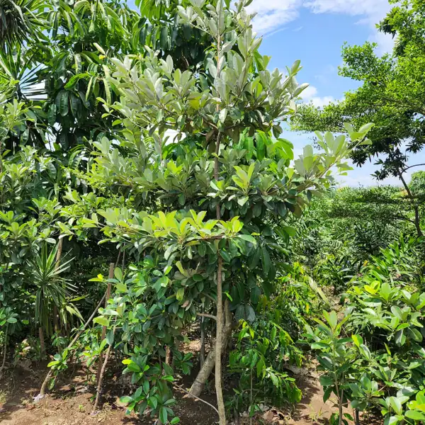 jual pohon sawo kecik ukuran 300 cm