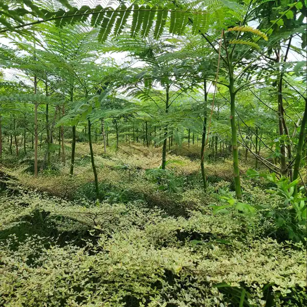 pohon solobium parahiba pakis brazil
